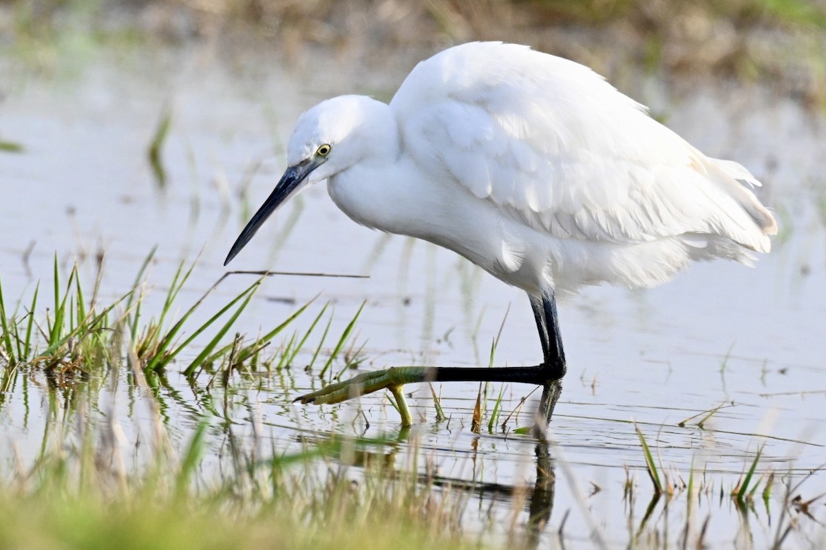 silkehegre - ML647032352