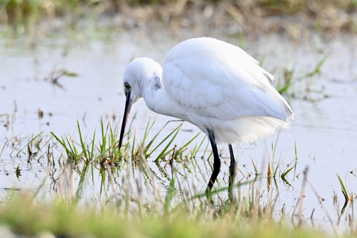 silkehegre - ML647032353