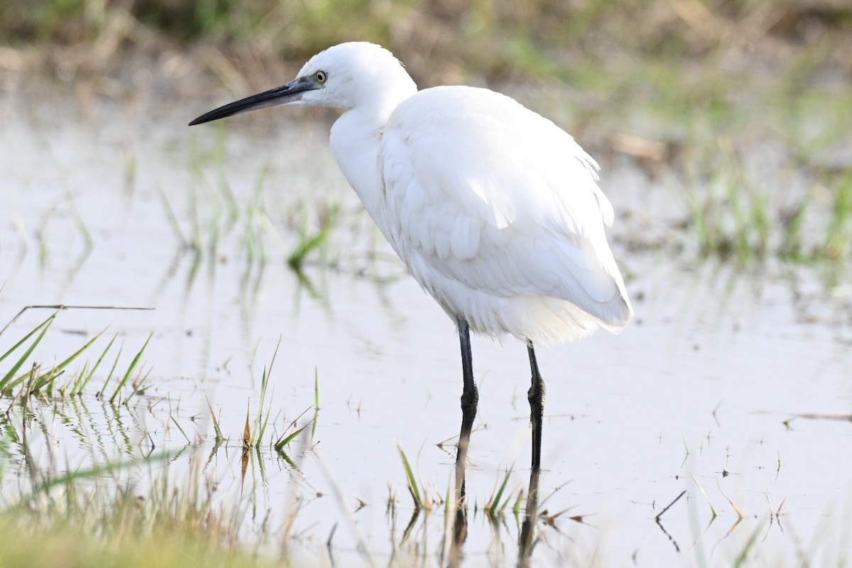 silkehegre - ML647032354