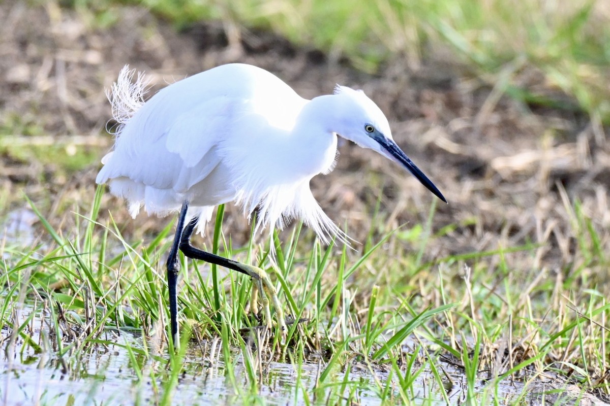 silkehegre - ML647032355