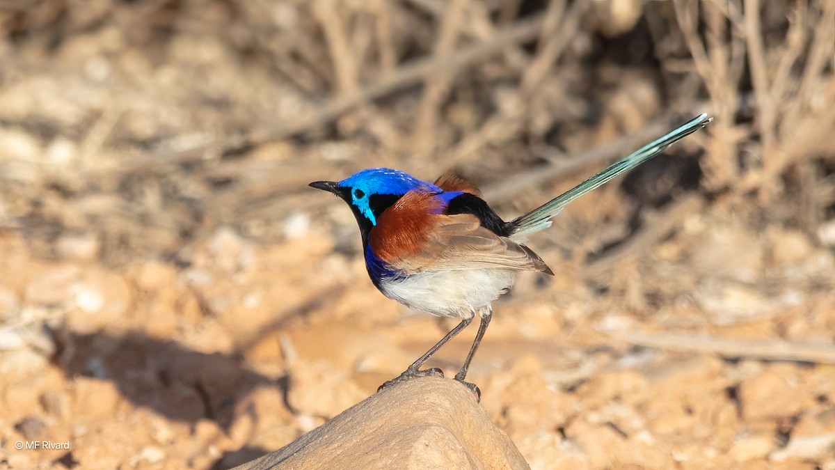 Purple-backed Fairywren (Purple-backed) - ML647032357