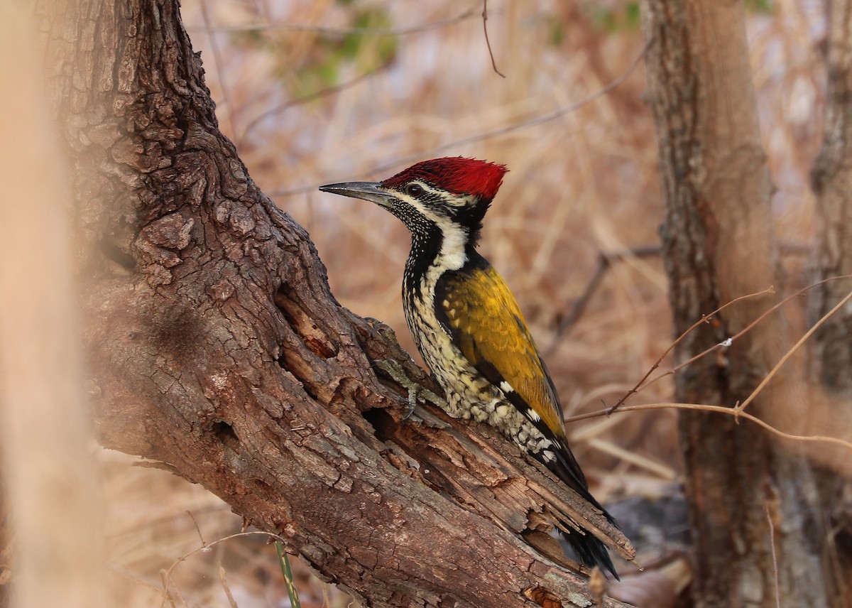 Black-rumped Flameback - ML647032358