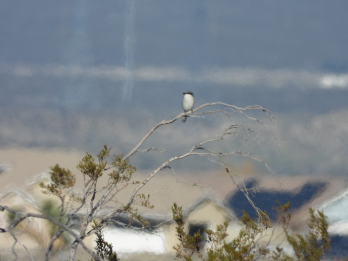 Loggerhead Shrike - ML647032361