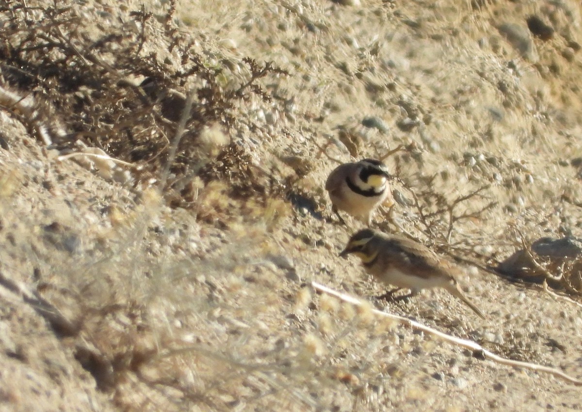 Horned Lark - ML647032368