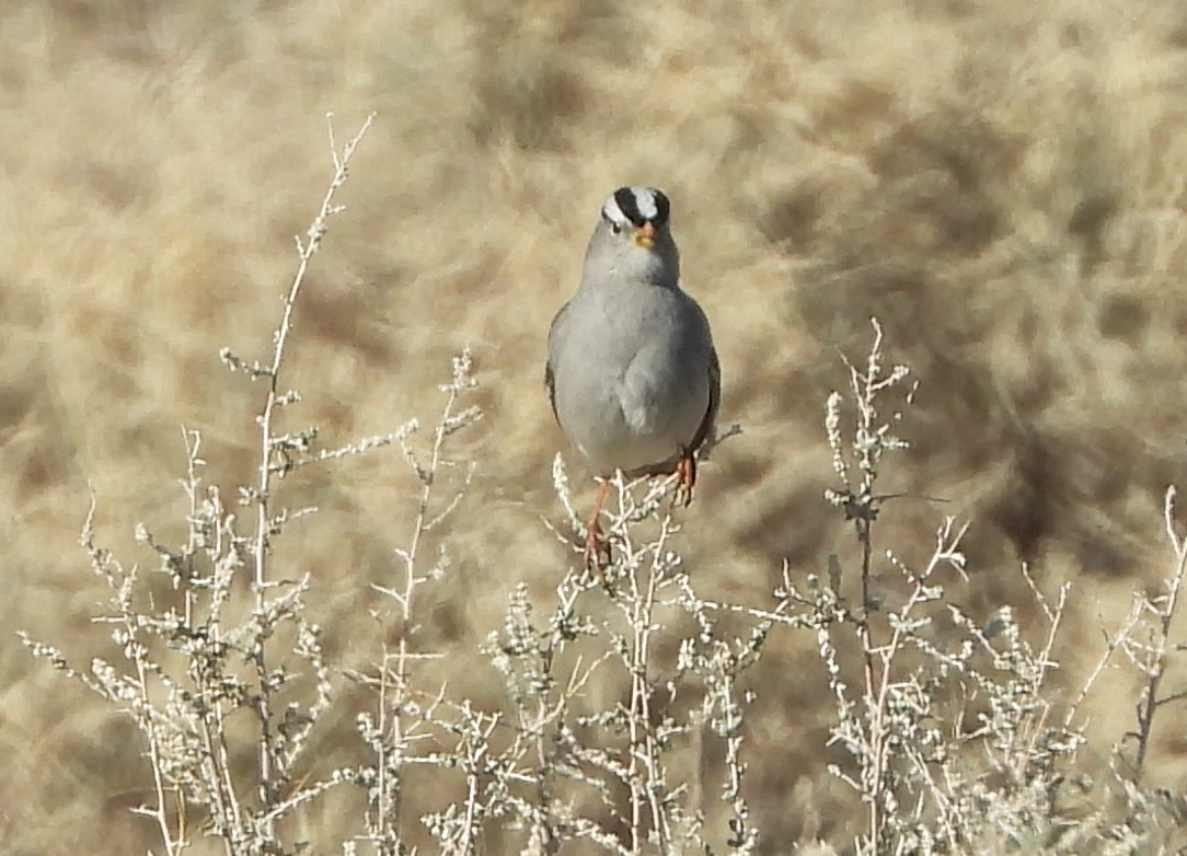 White-crowned Sparrow - ML647032384