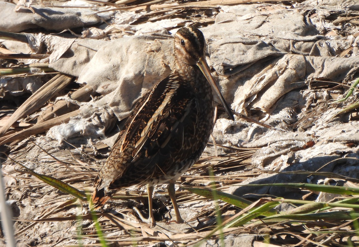 Istingor arrunta - ML647032394