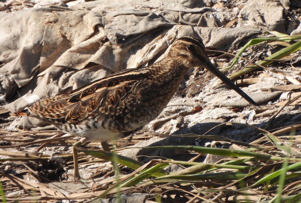 Istingor arrunta - ML647032395