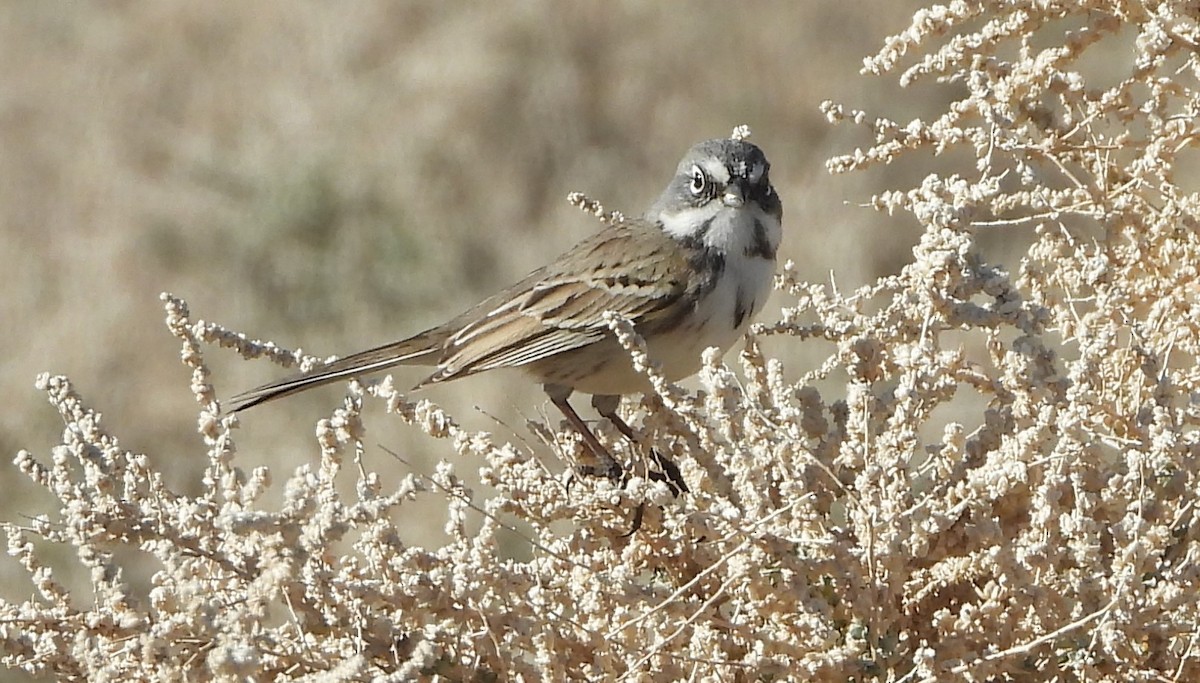 Bell's Sparrow - ML647032396