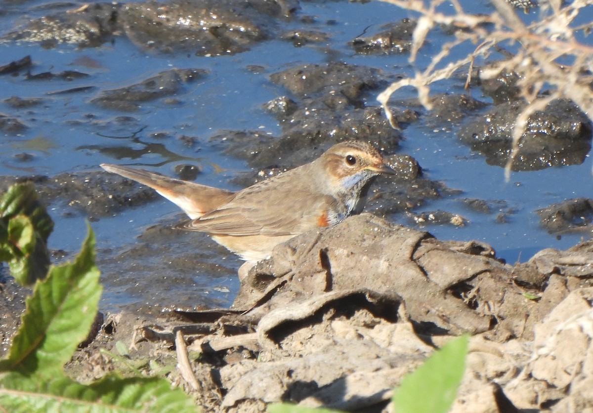 Papourdina - ML647032399