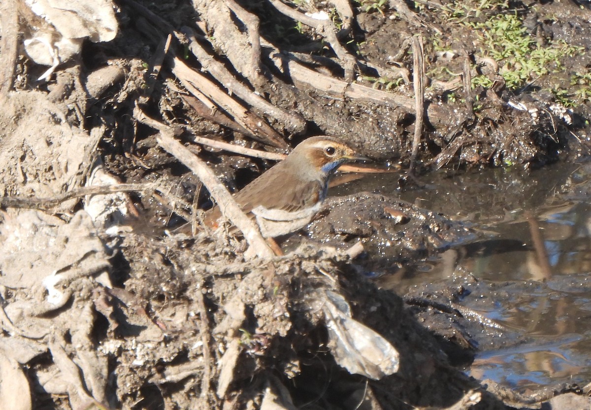 Papourdina - ML647032400