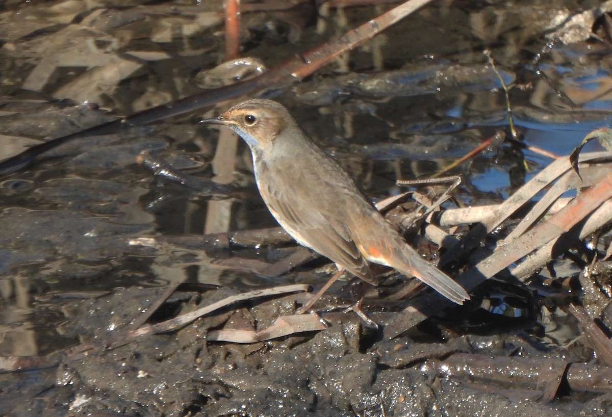 Papourdina - ML647032401