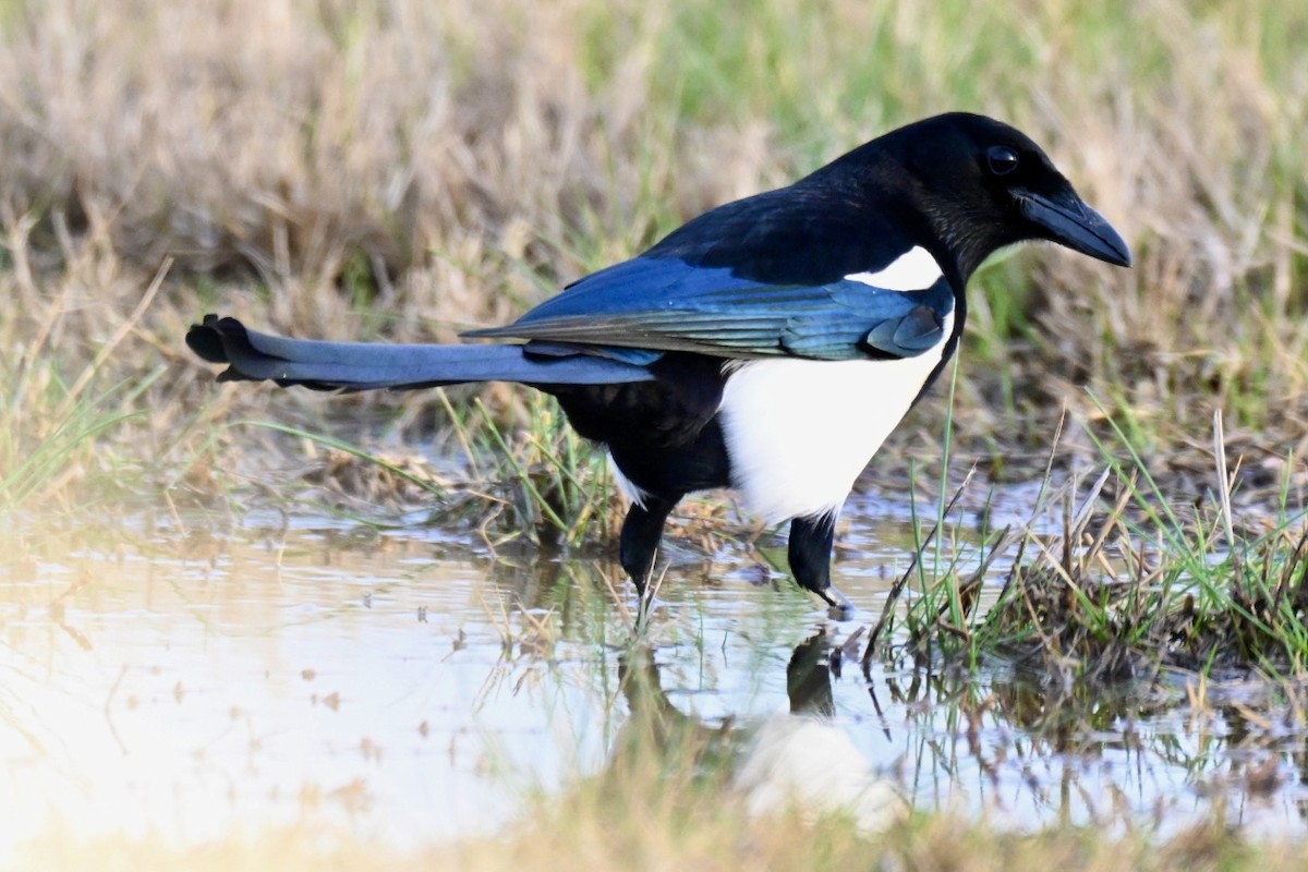 Eurasian Magpie - ML647032403