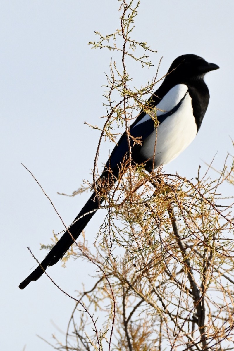 Eurasian Magpie - ML647032404