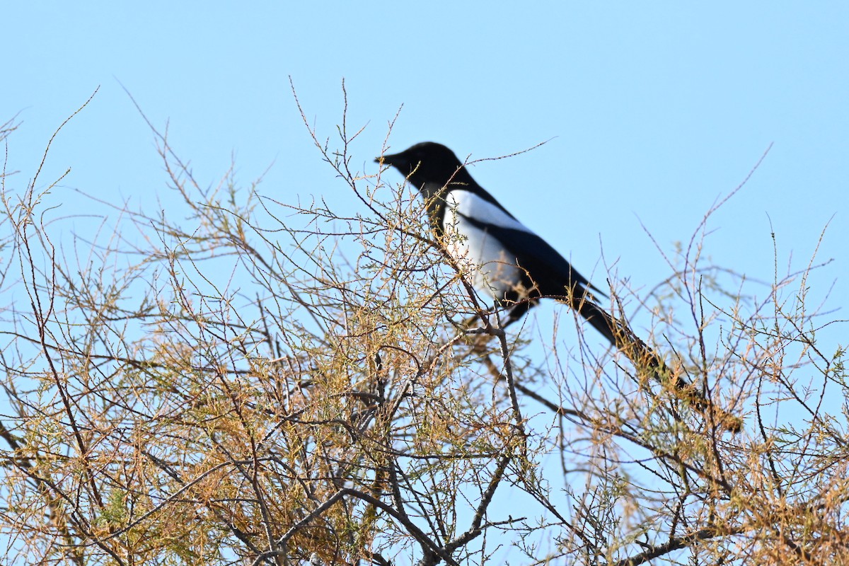 Eurasian Magpie - ML647032405