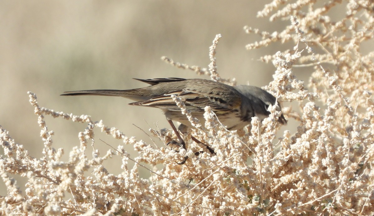 Bell's Sparrow - ML647032411