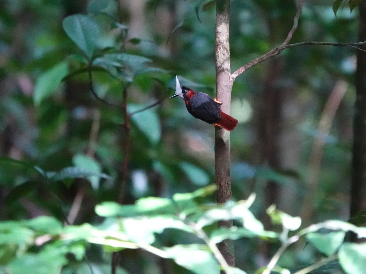 White-plumed Antbird - ML647032420