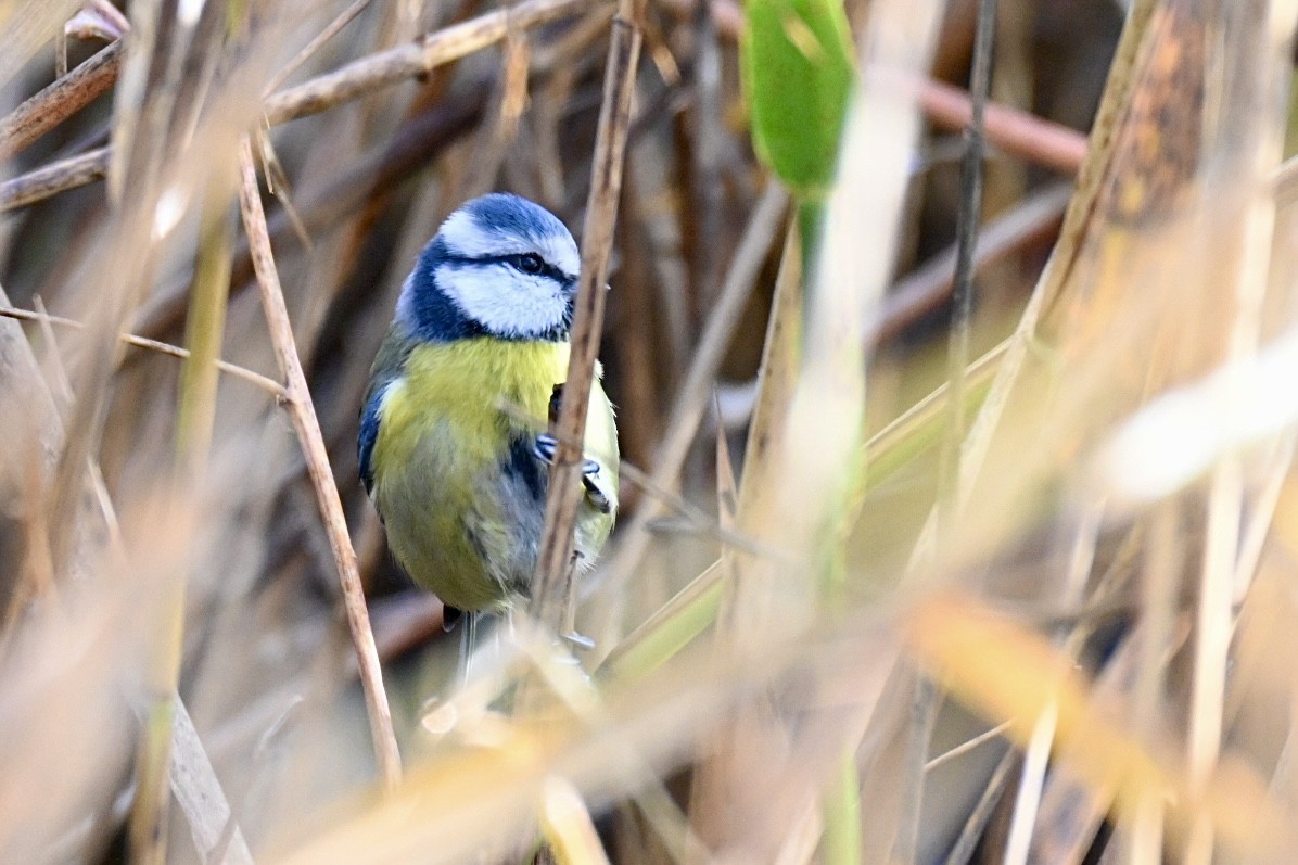 Amilotx urdin europarra - ML647032421