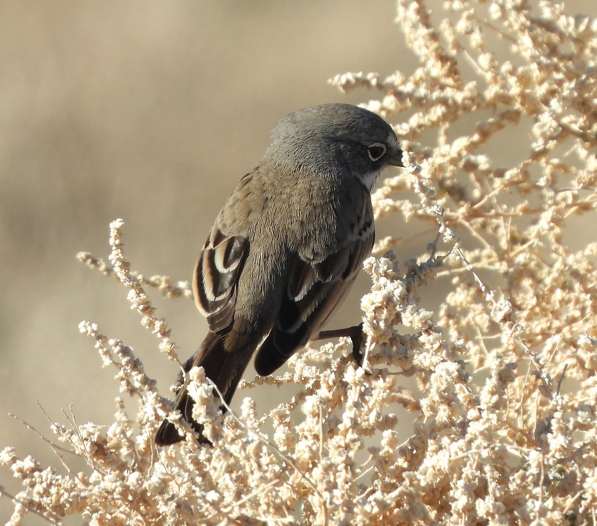 Bell's Sparrow - ML647032422
