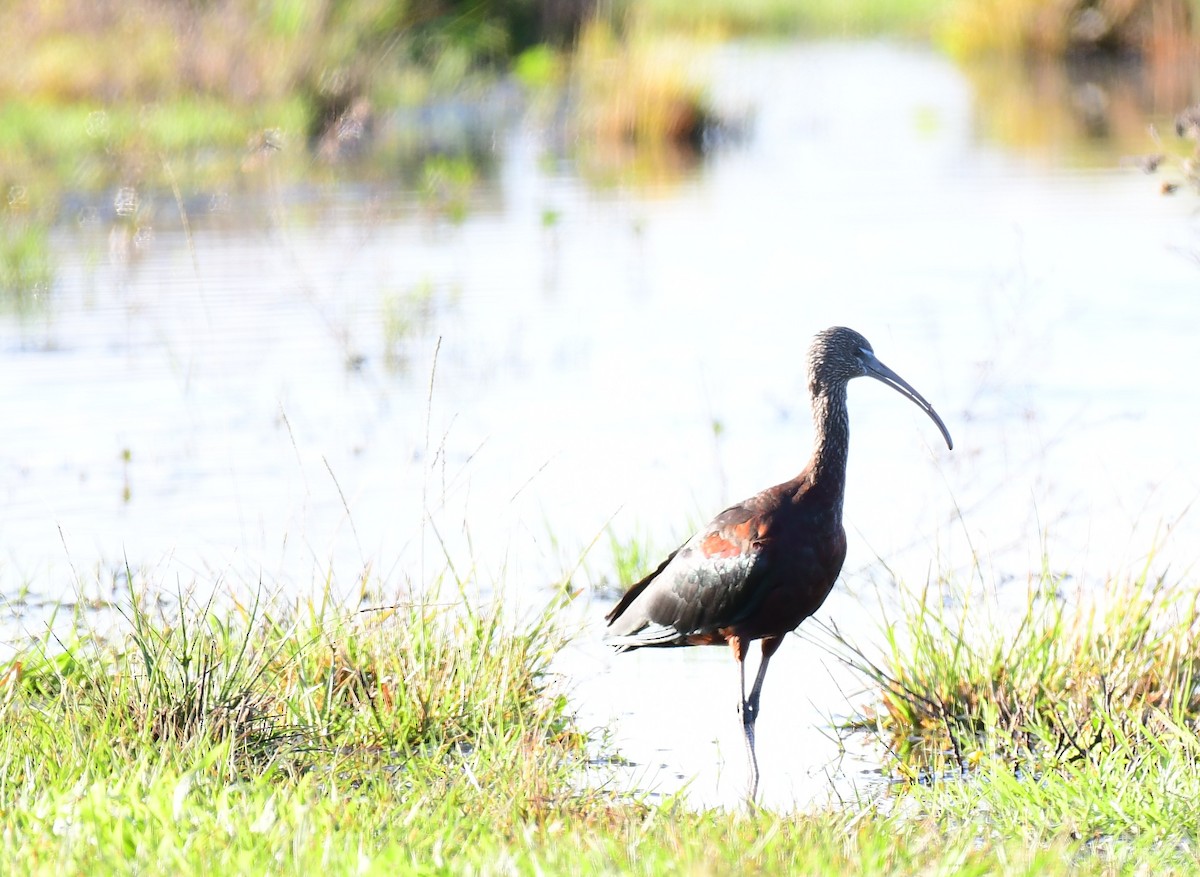 Beltzaran arrunta - ML647032423