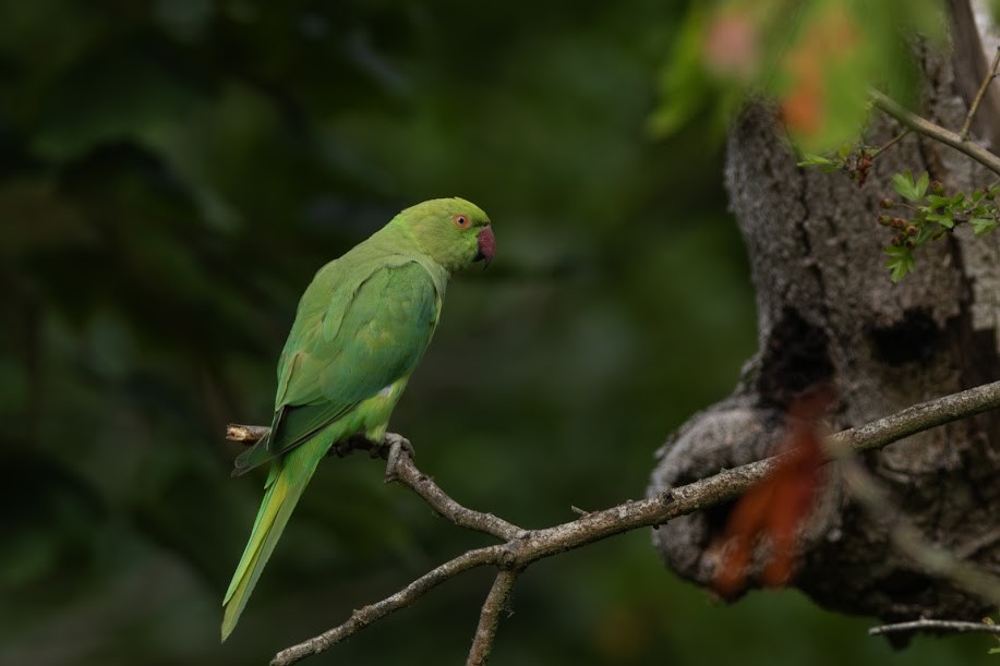 Papagai lepokoduna - ML647032424