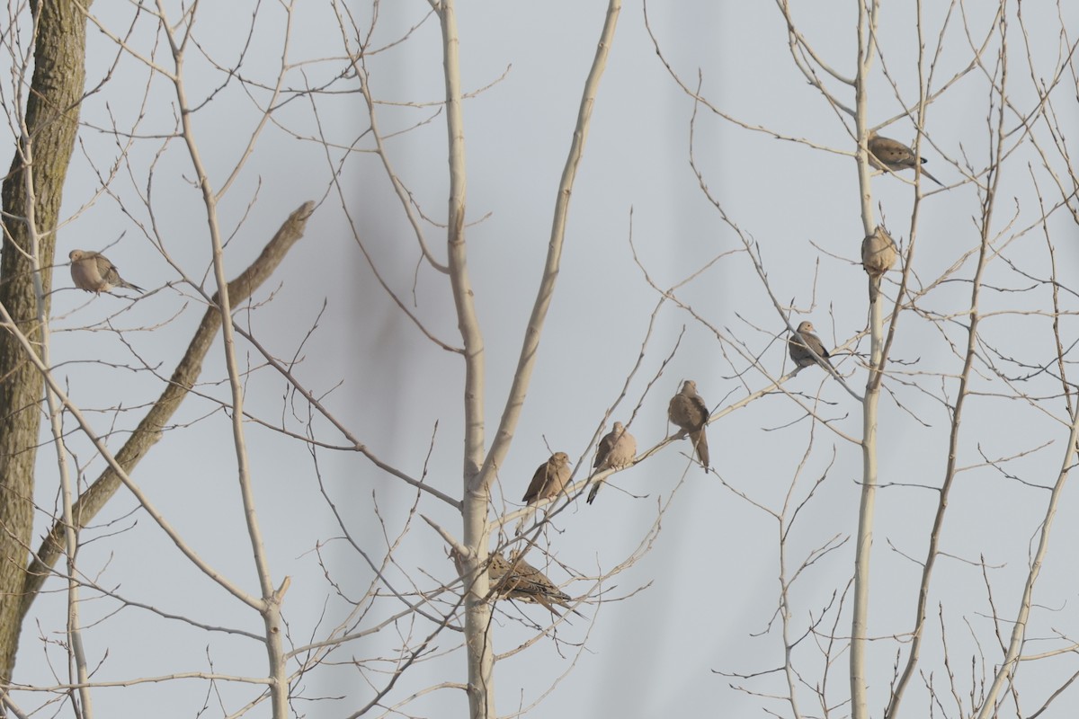 Zenaida arrunta - ML647032425