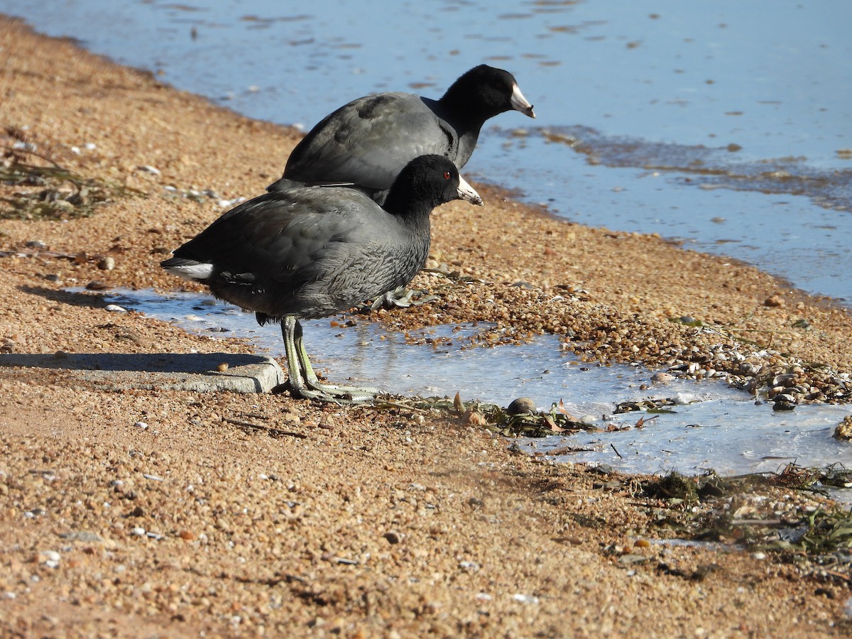 Kopetazuri amerikarra - ML647032427