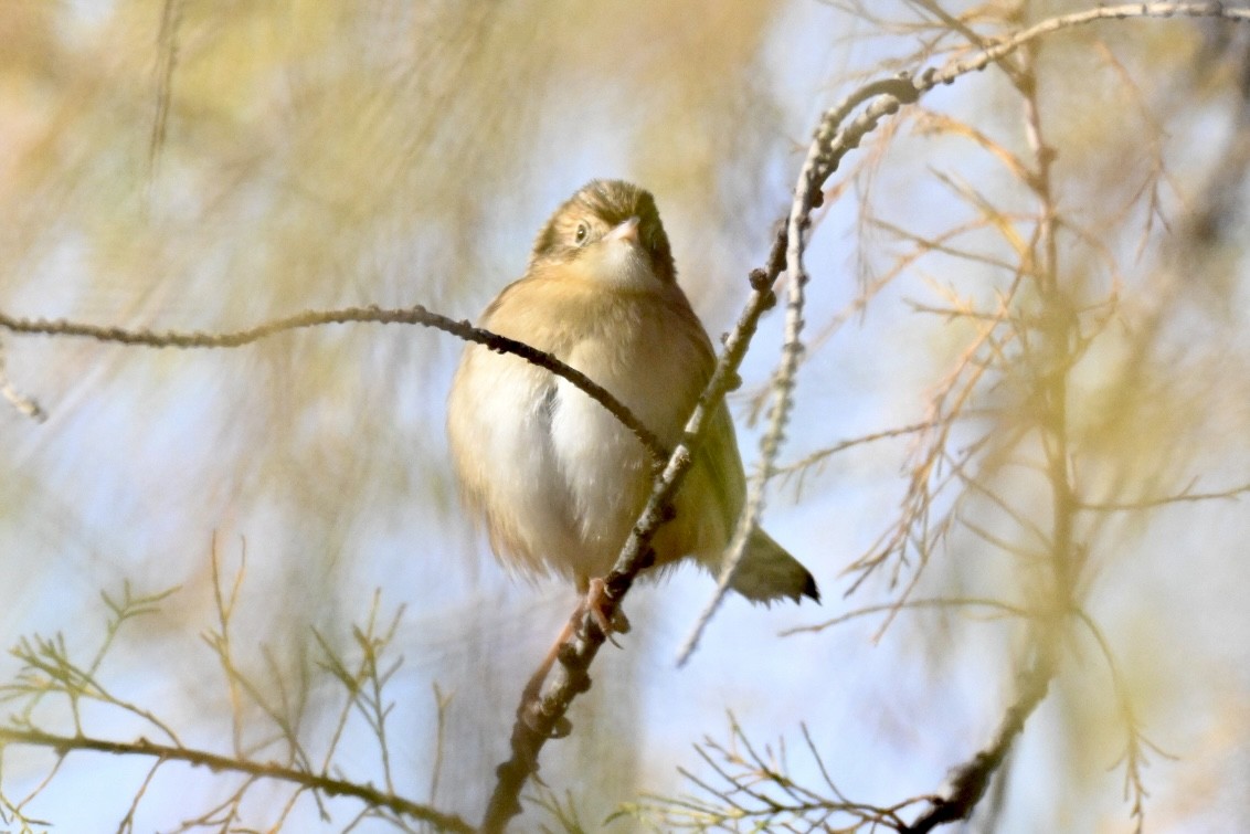 Ihi-txoria - ML647032428