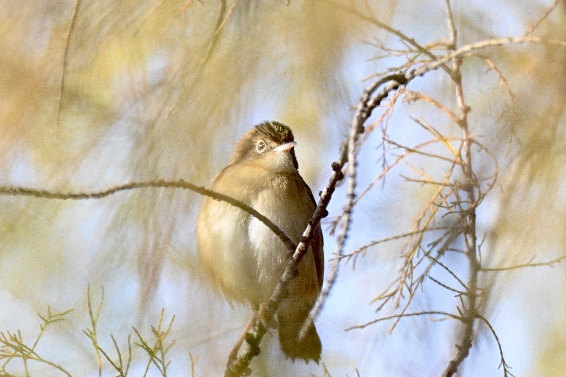 Ihi-txoria - ML647032429