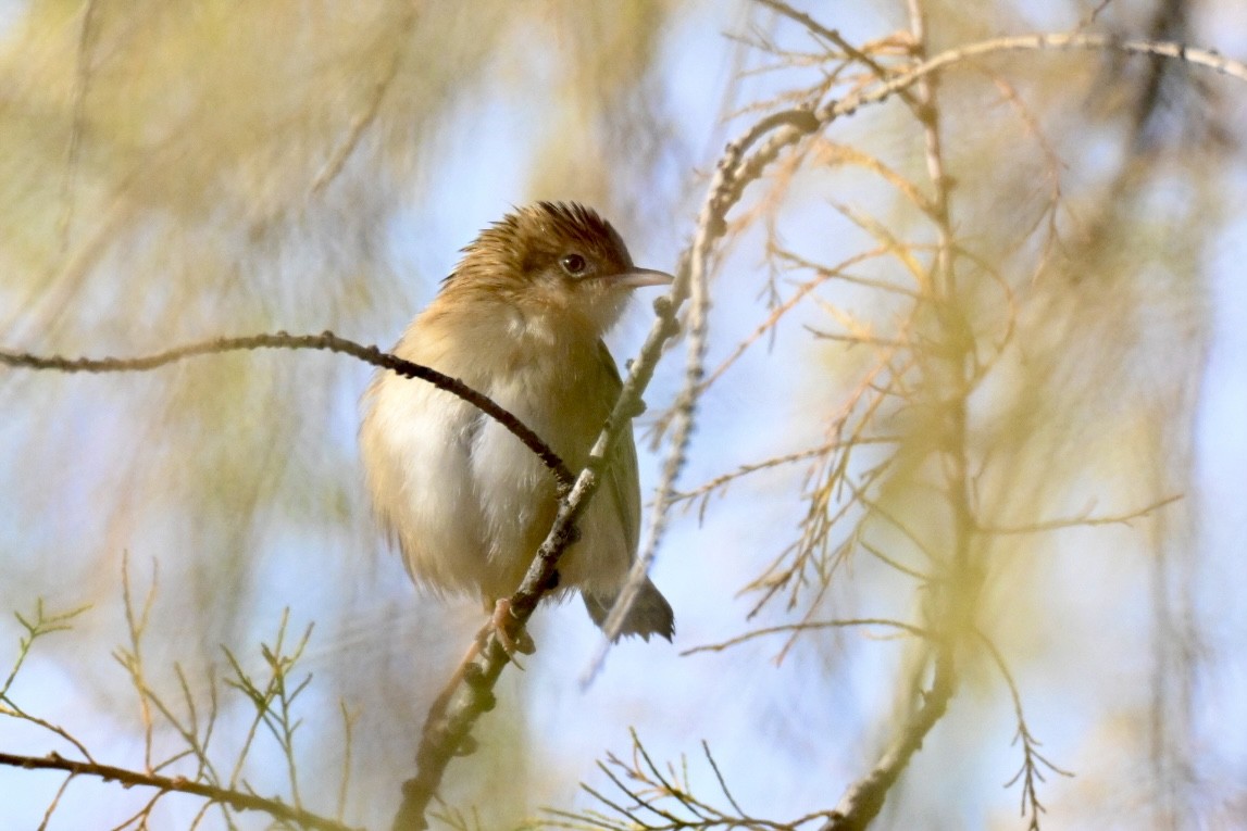 Ihi-txoria - ML647032430