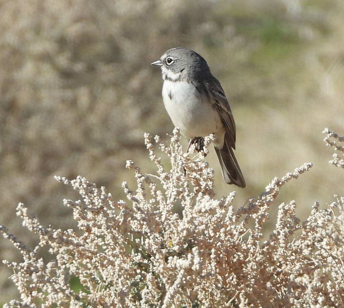 Bell's Sparrow - ML647032431