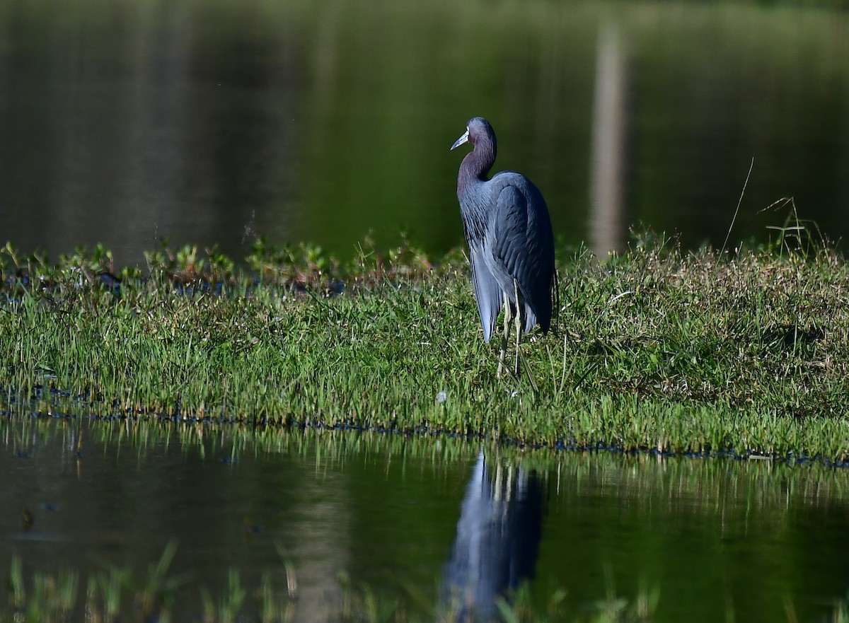 Koartzatxo urdina - ML647032432