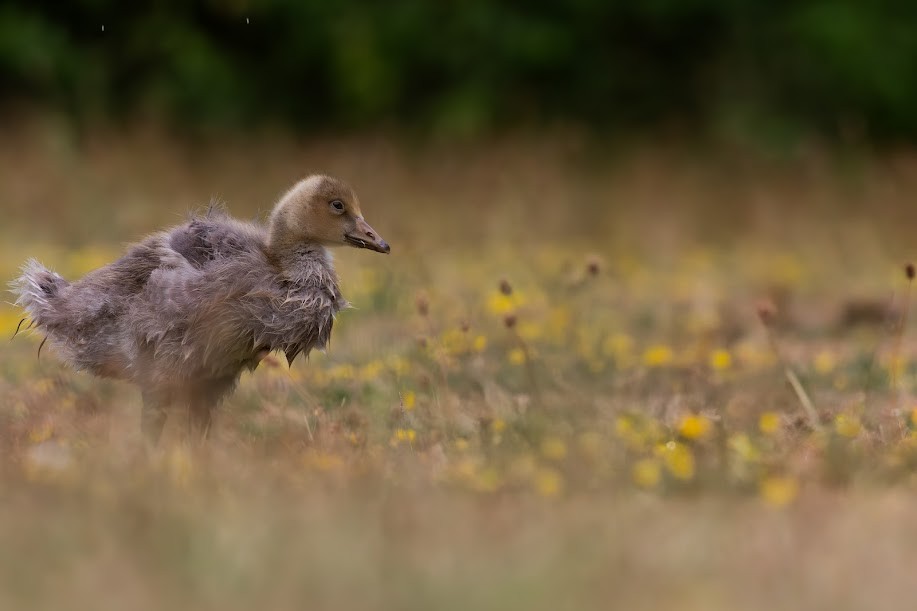 Graylag Goose - ML647032434