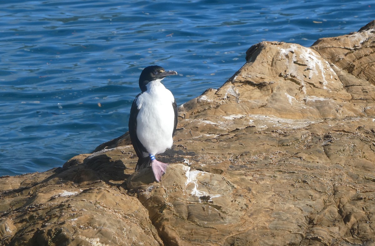 New Zealand King Shag - ML647032435