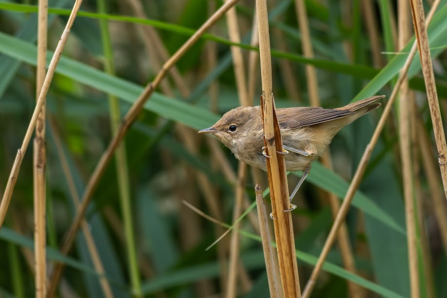 Lezkari arrunta - ML647032437