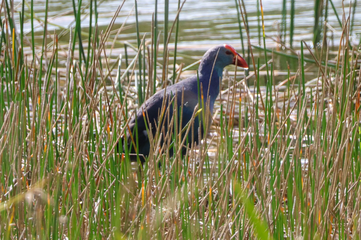 Uroilo urdin burugrisa - ML647032438