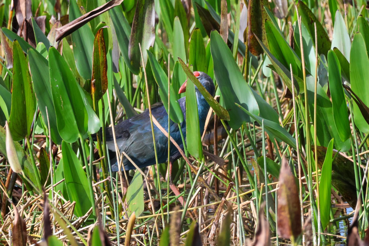 Uroilo urdin burugrisa - ML647032439