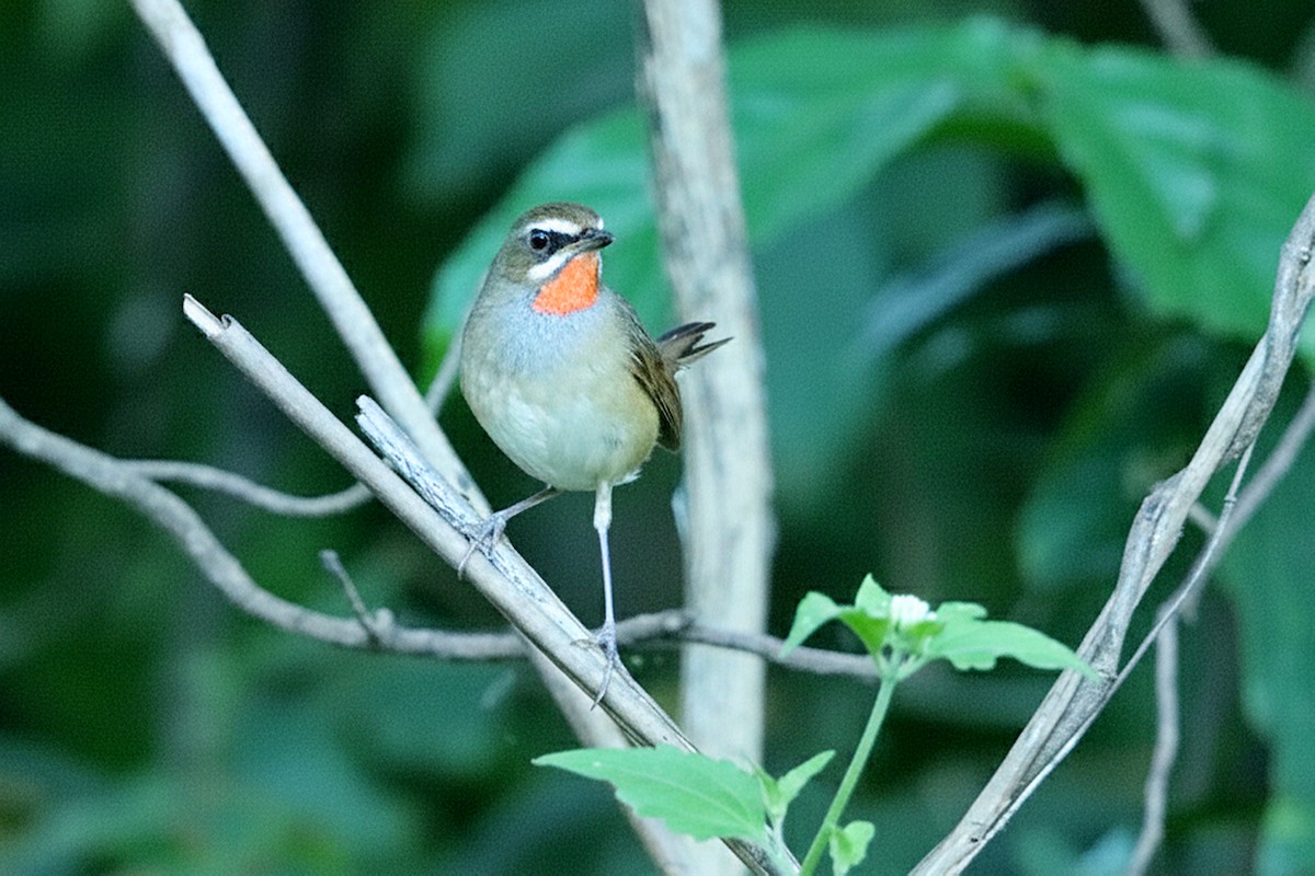 Papogorri siberiarra - ML647032440