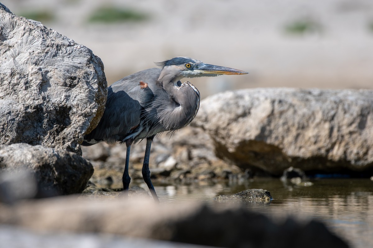 Koartza hauskara amerikarra - ML647032441