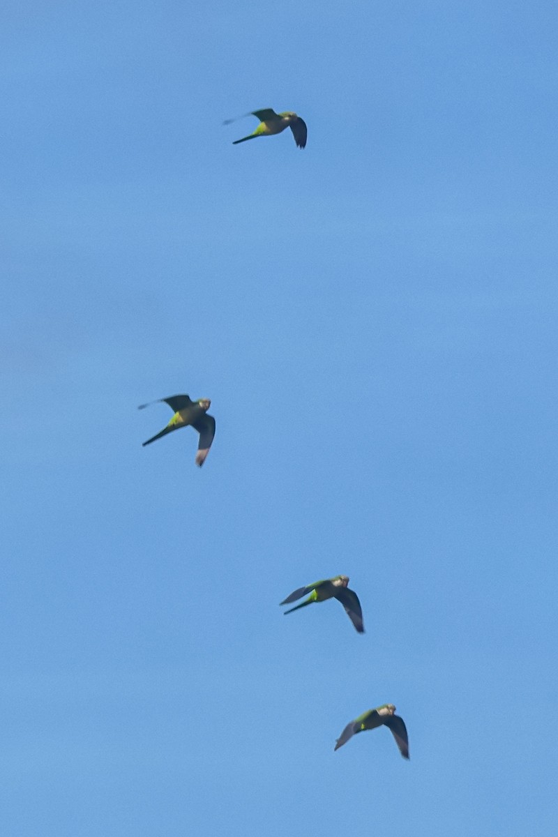 Калита сіроволий - ML647032442