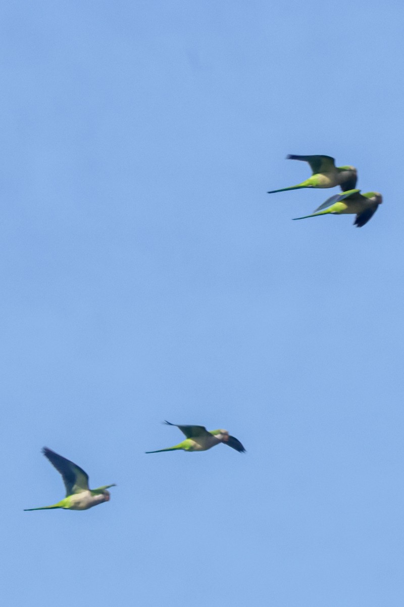 Калита сіроволий - ML647032443