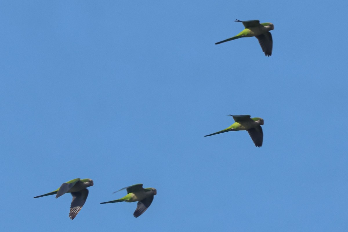 Калита сіроволий - ML647032444