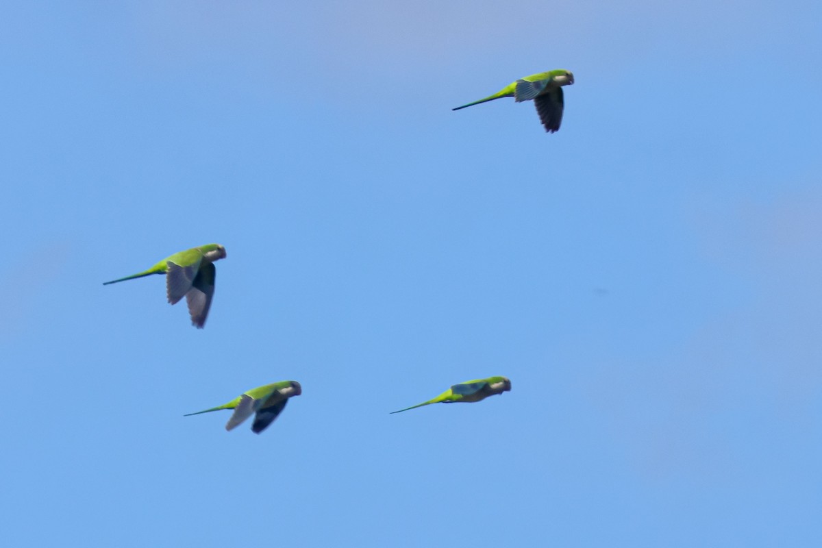 Калита сіроволий - ML647032445