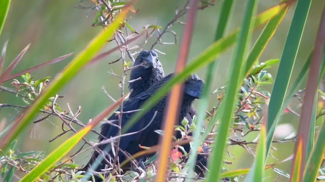Smooth-billed Ani - ML647032447