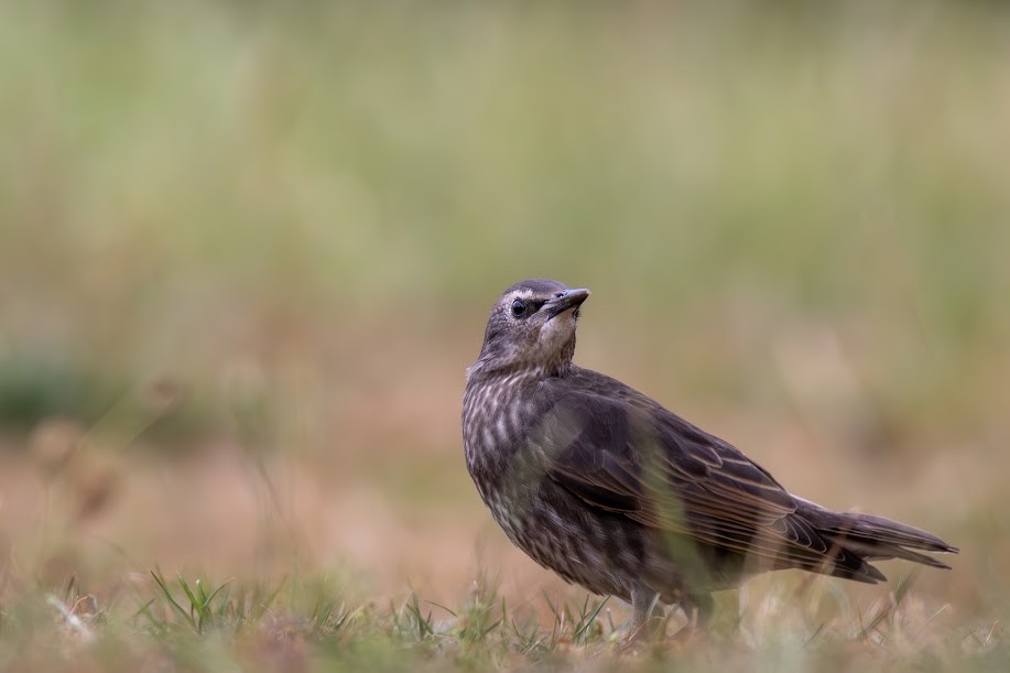 Zozo arrunta - ML647032448