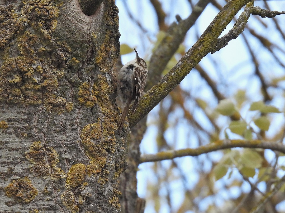 Short-toed Treecreeper - ML647032450