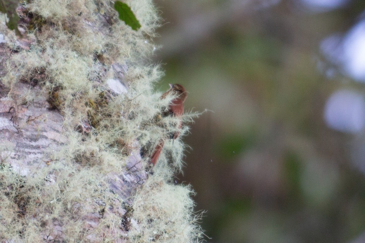 Ruddy Treerunner - ML647032451