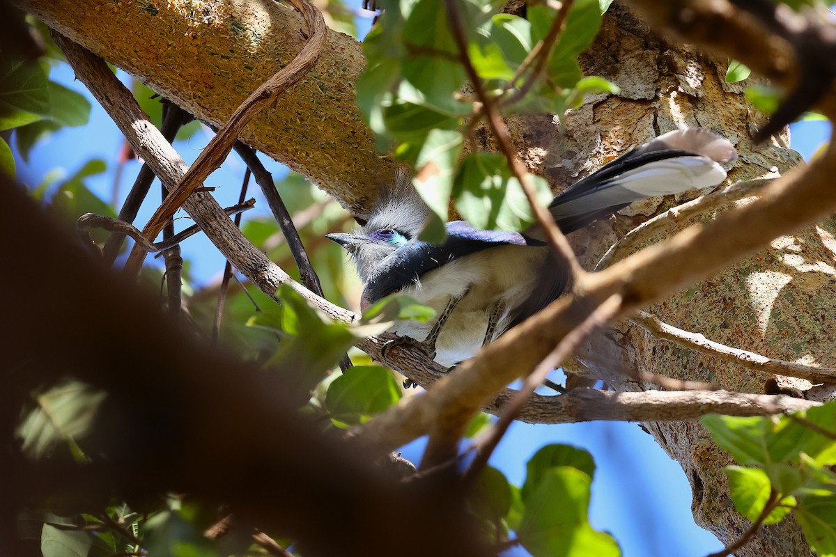 Crested Coua (Crested) - ML647032454