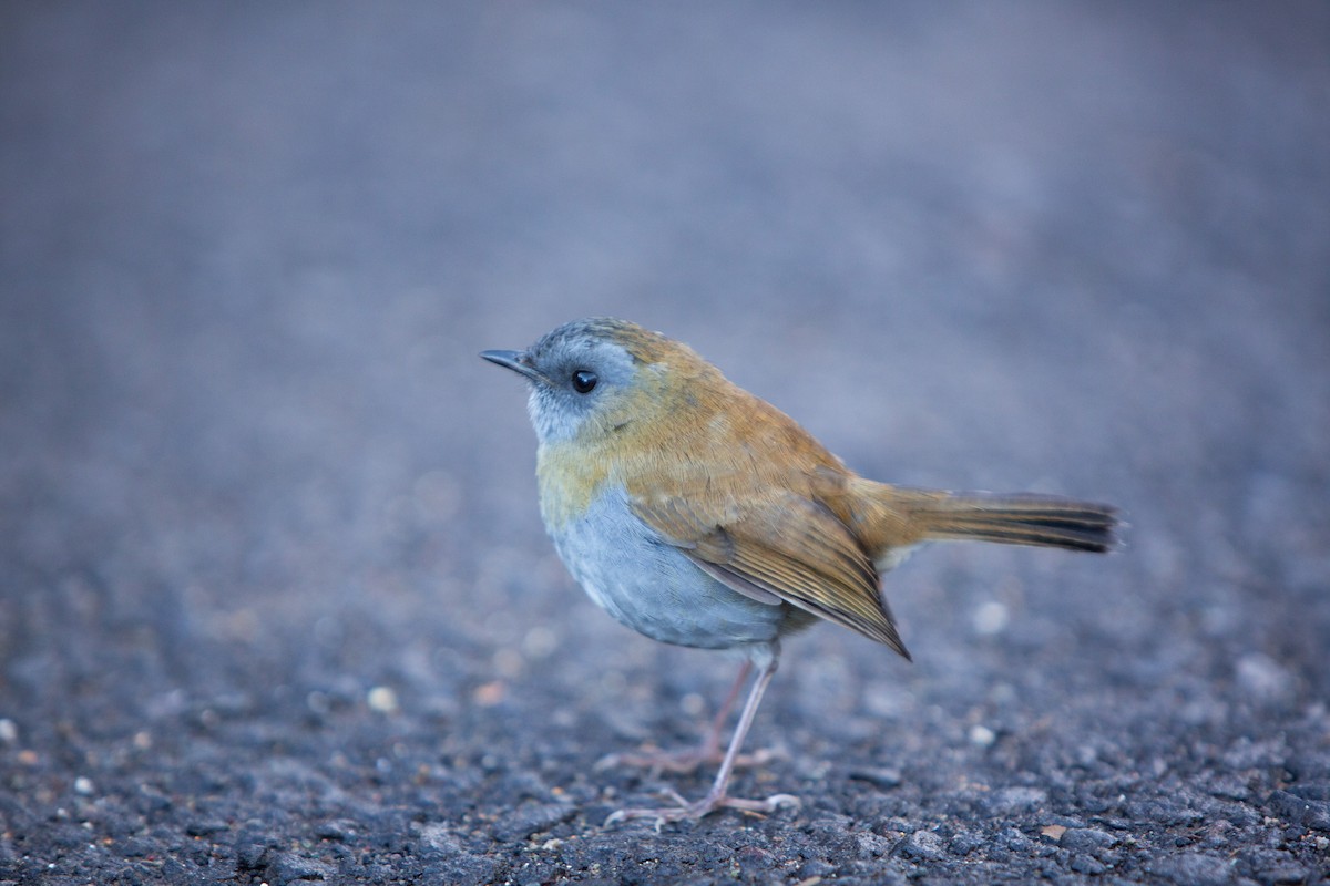 Black-billed Nightingale-Thrush - ML647032455