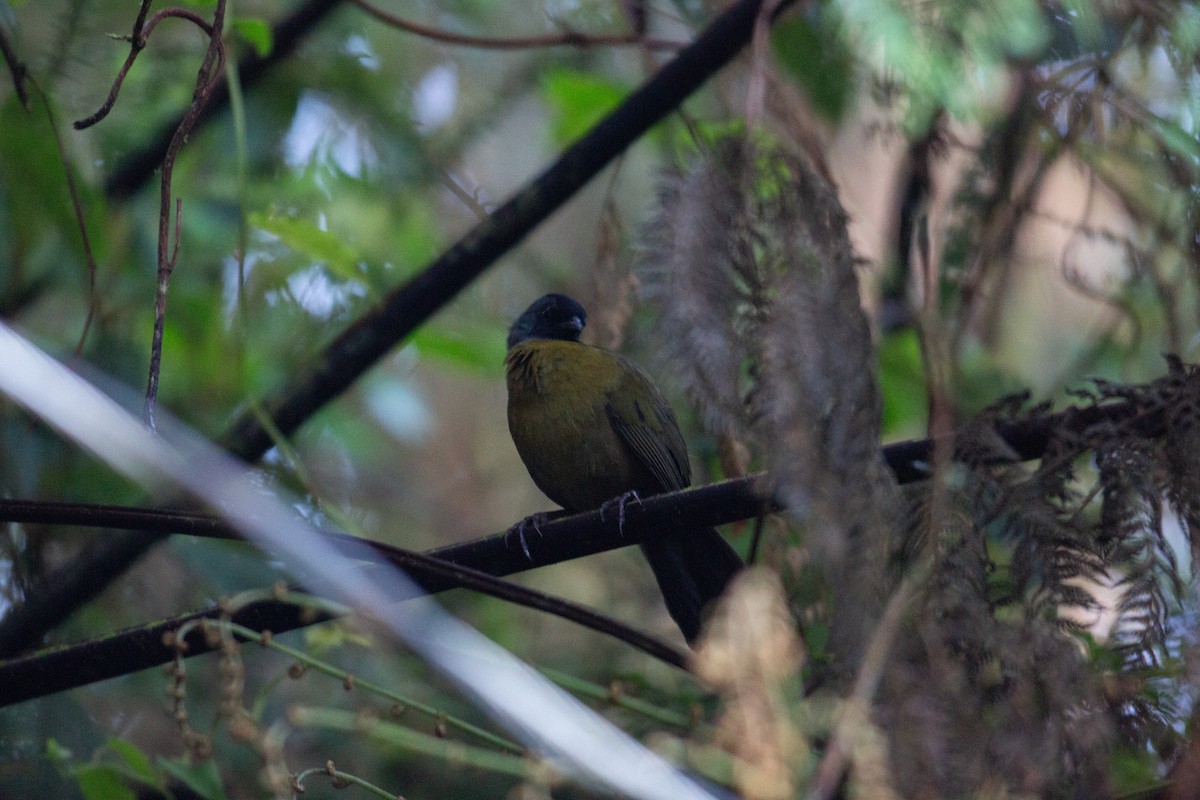 Large-footed Finch - ML647032465