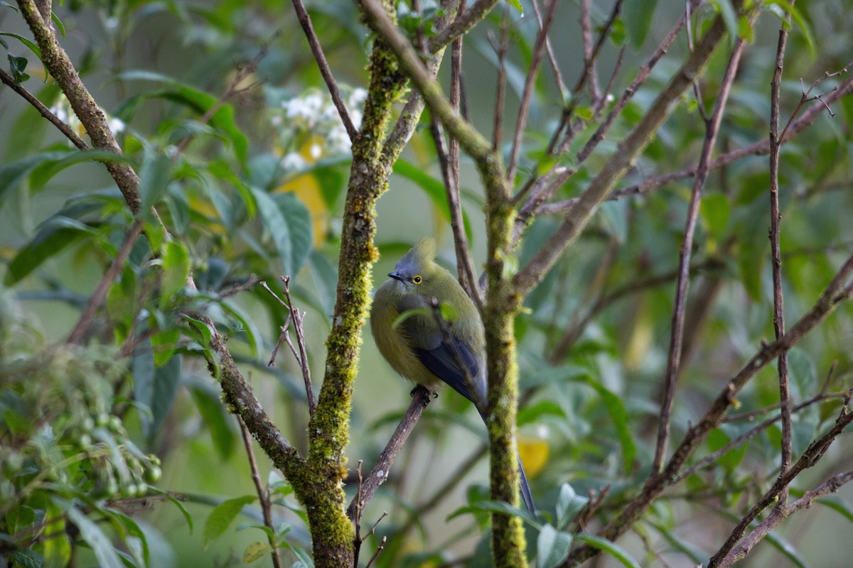 Long-tailed Silky-flycatcher - ML647032469